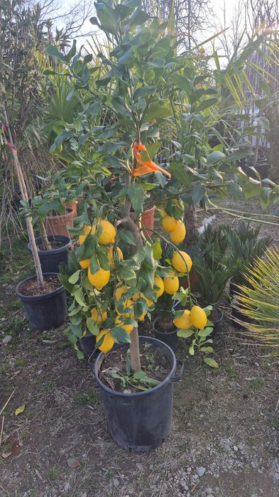 Palmieri  tranhicarpus  cycas