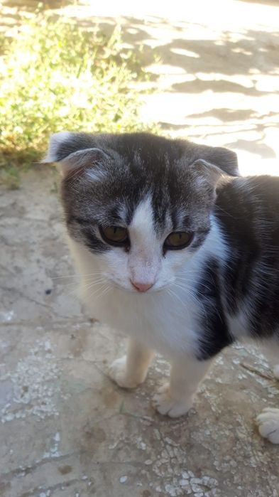 Отдам котят в хорошие руки