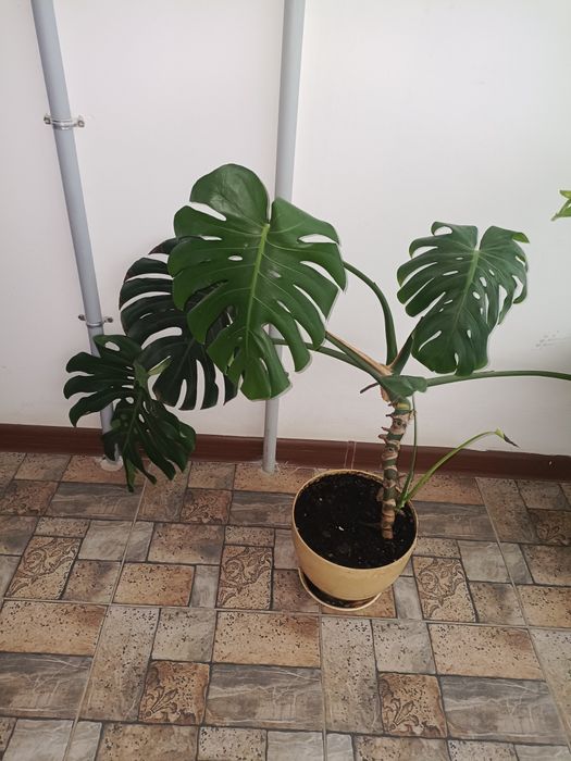 Домашний цветы продам