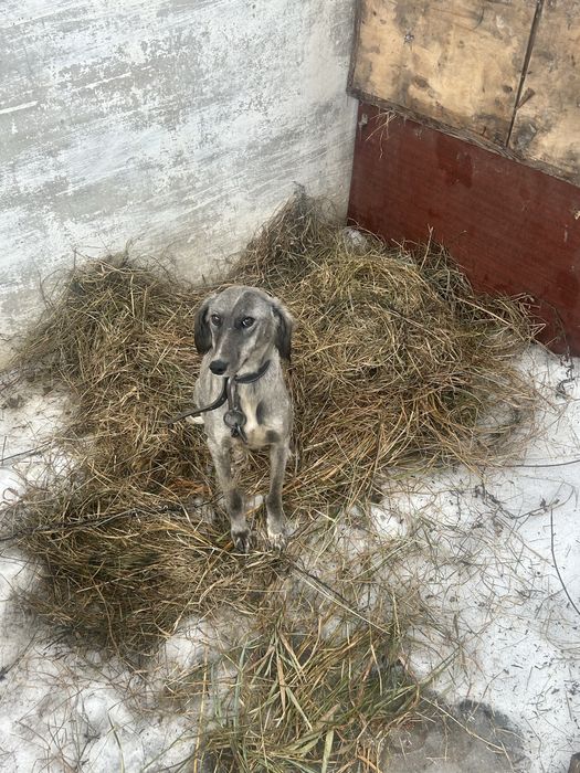 Тазы чистокровная