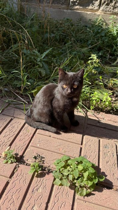 Отдам котенка (мальчик)