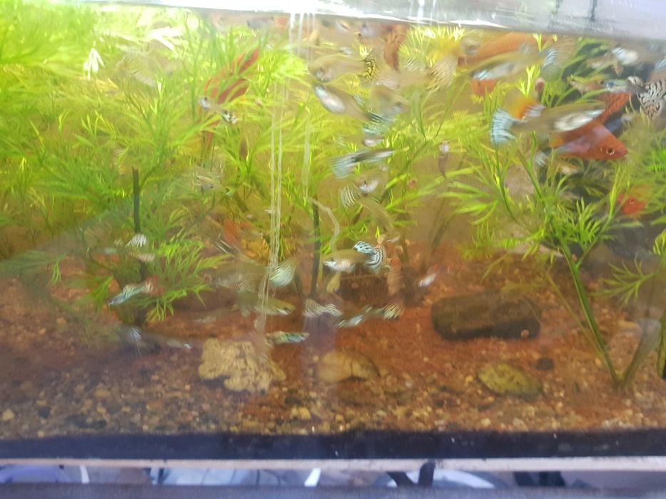 Guppy de vanzare