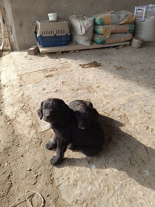 Русский спаниель Собака