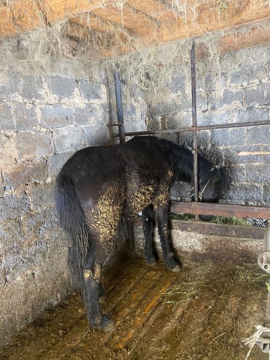 Продам полторашку