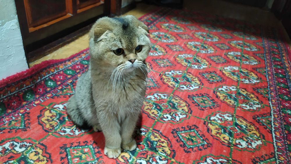 Вязка котик шотландской породы