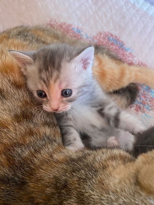 Отдам     Котят даром