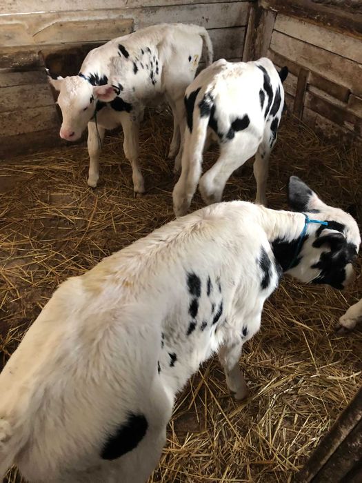 Tăurași de 1 săptămână