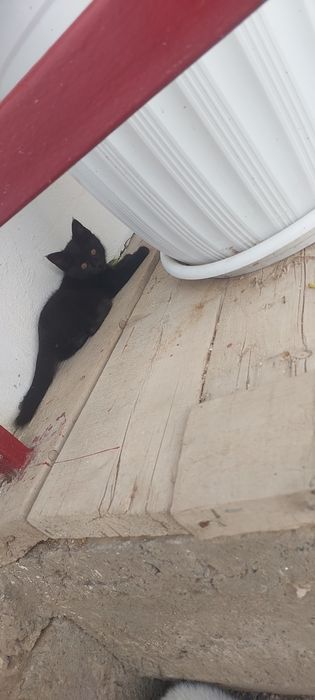 Одам Хороших Красивые Котят