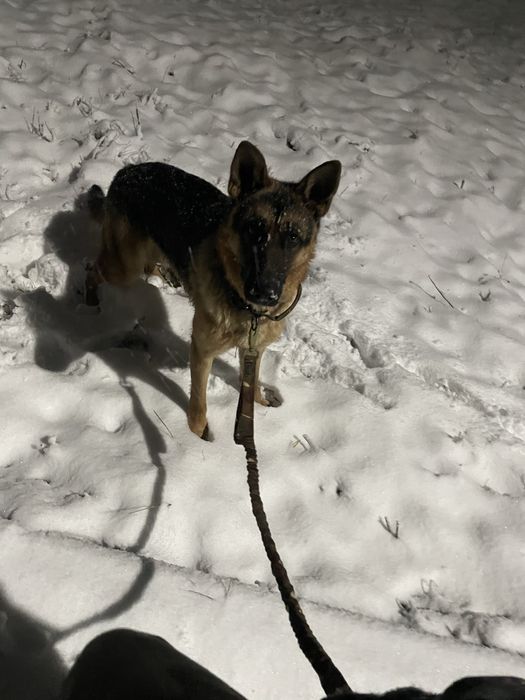 Немецкая овчарка вязка