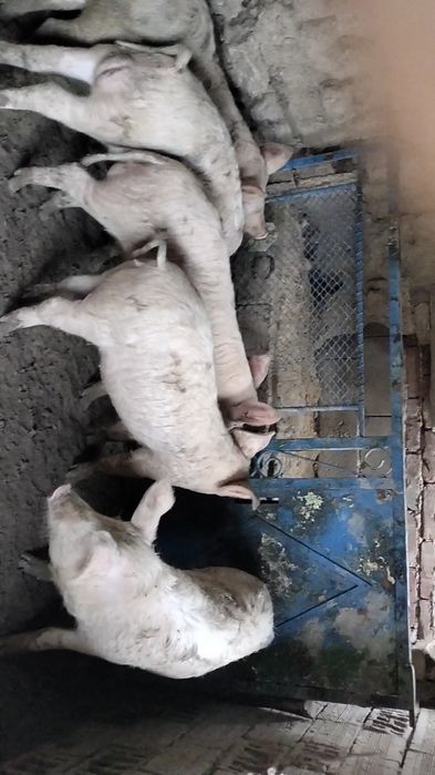 Продавам прасета ландра село трапоклово