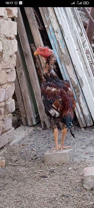 Продам петушка дакан