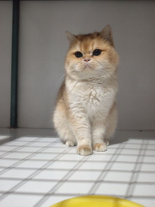 Золотистый Британец ну 12порода