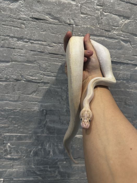 Королевский питон