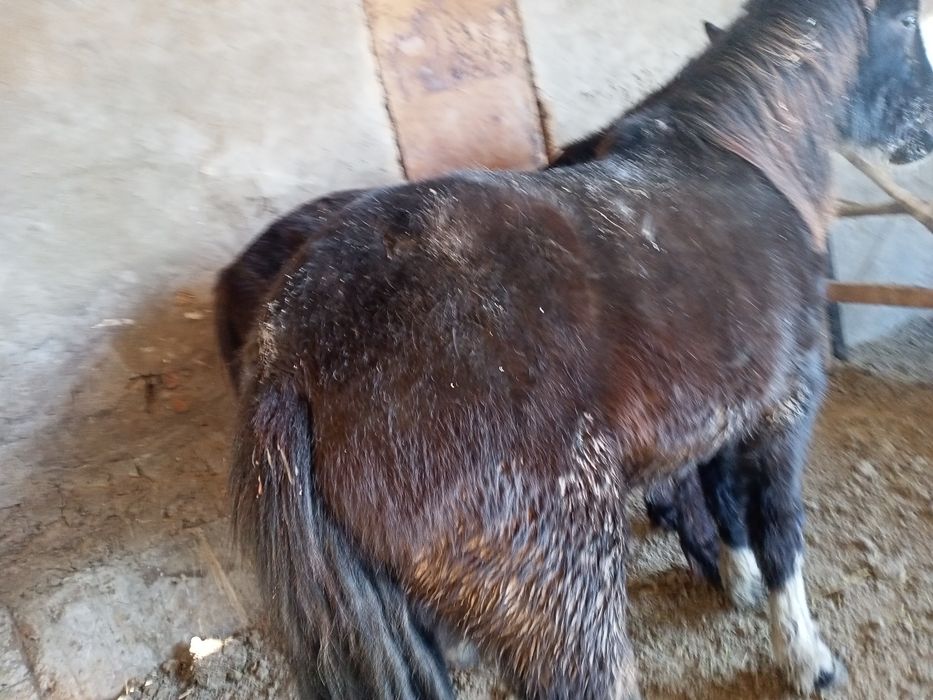 Продам лошади на откорме.