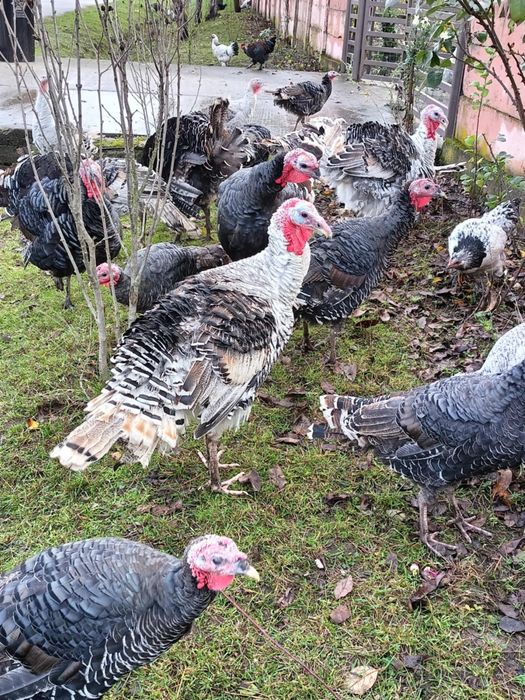 Curci și curcani de vânzare!