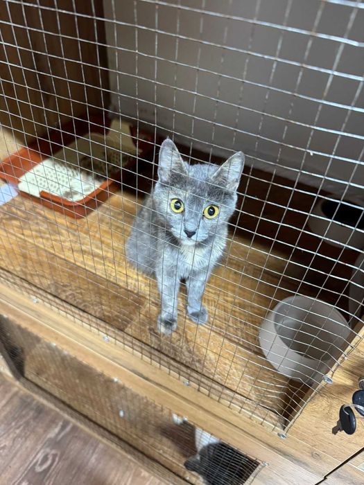 Срочно ищут дом 2 котейки