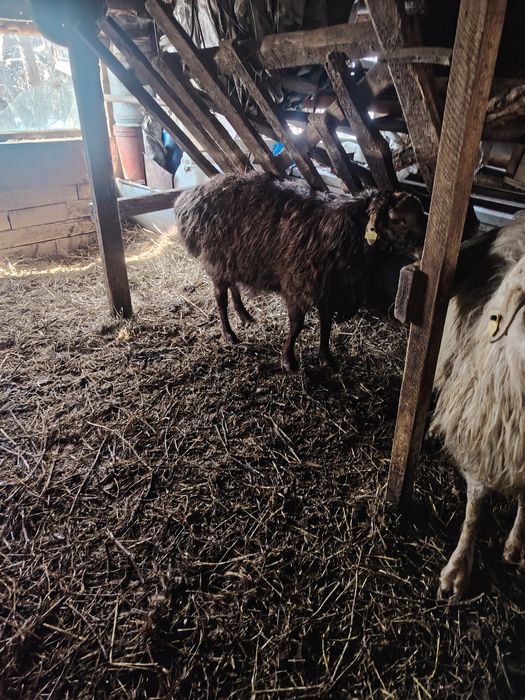 Продам два  кошкаров