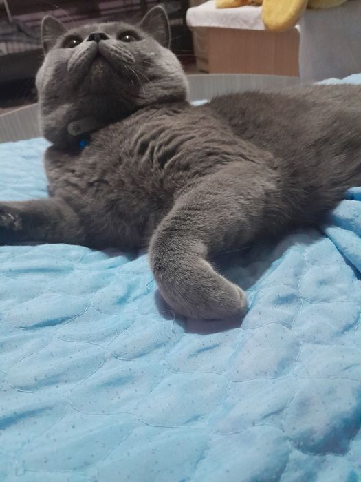 Britan ogil sotiladi