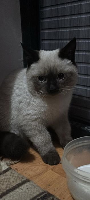 Отдам в добрые руки