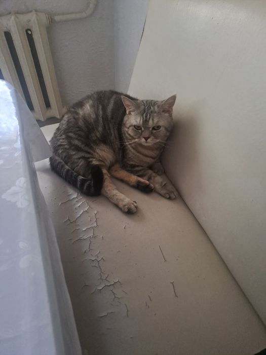 Отдам в хорошие руки кота .