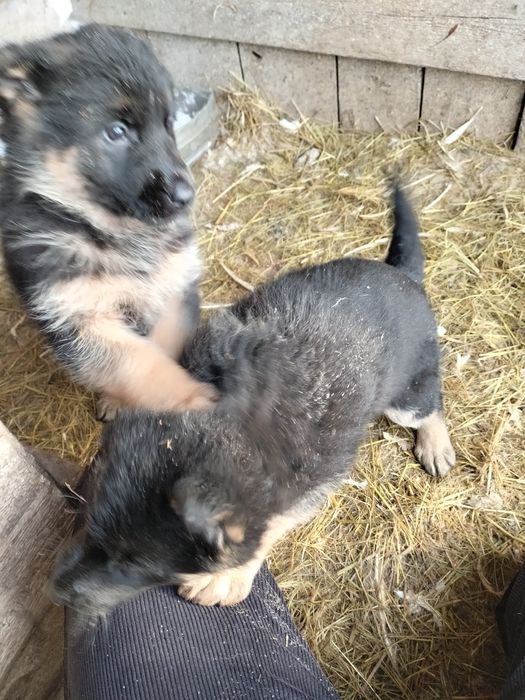 Щенки немецкой овчарки