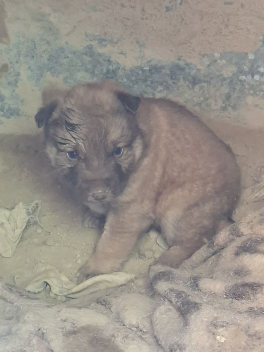 Продам Щенка алабая