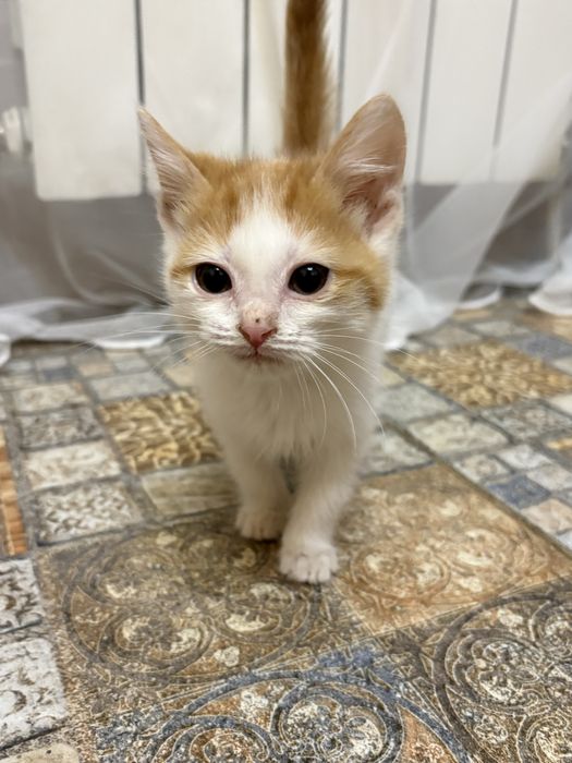 Отдам котят в добрые руки