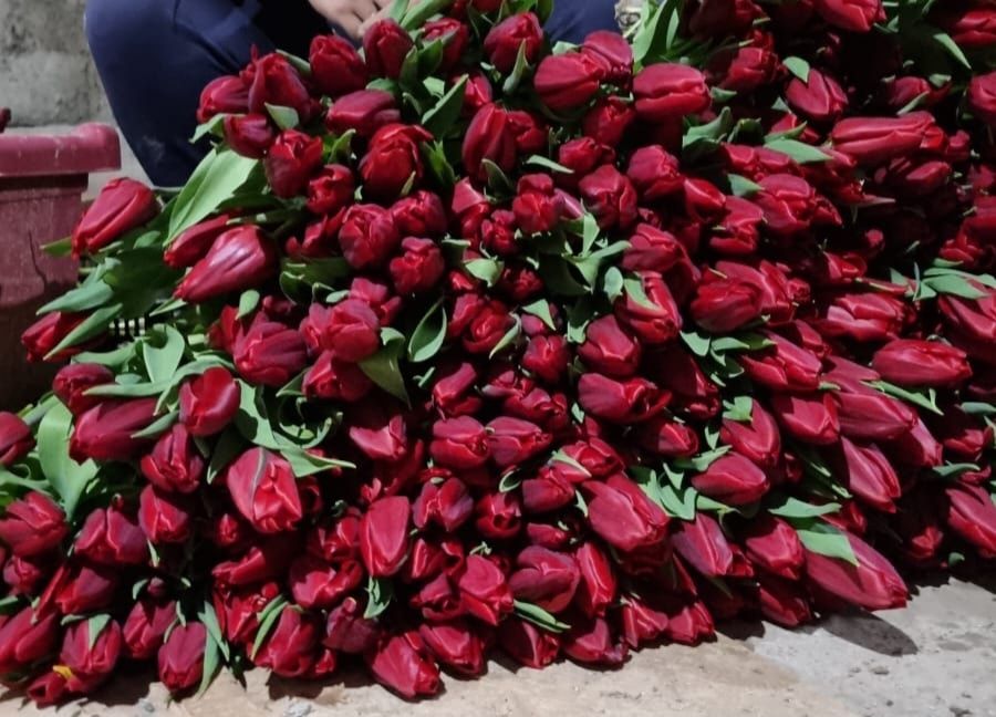Тюльпаны крупные отборные