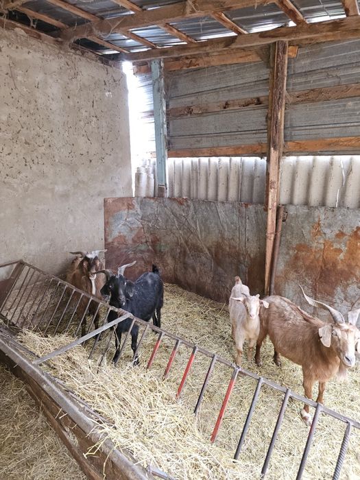 Продам коз оптом