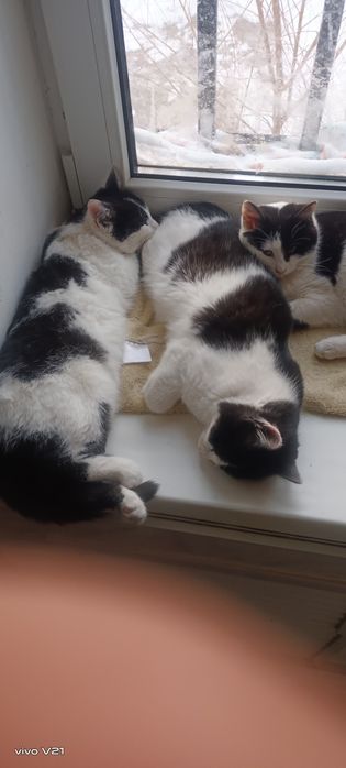 Котята но девочка два мальчика