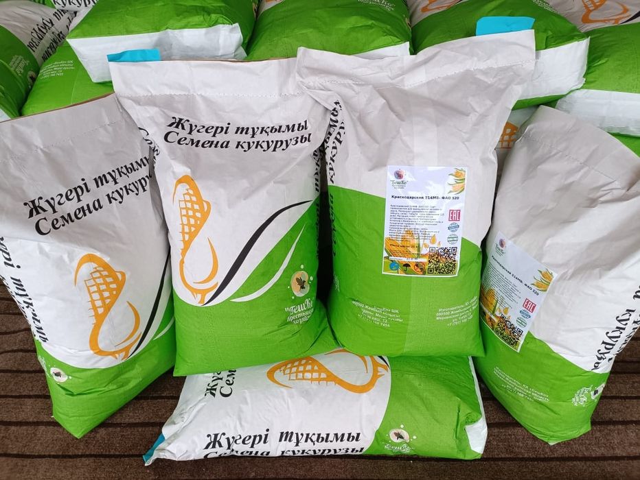 Семена кукурузы. Жүгері. Кукуруза. Ұрықтық жүгері