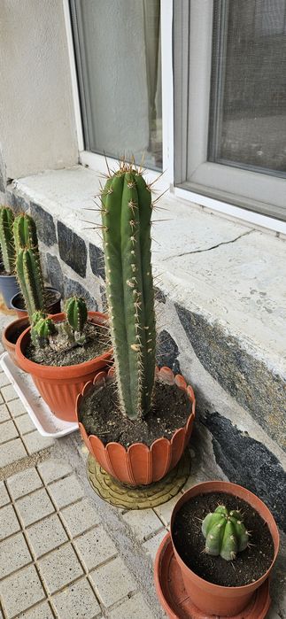 Кактуси Сан Педро /Т. Peruvianus/