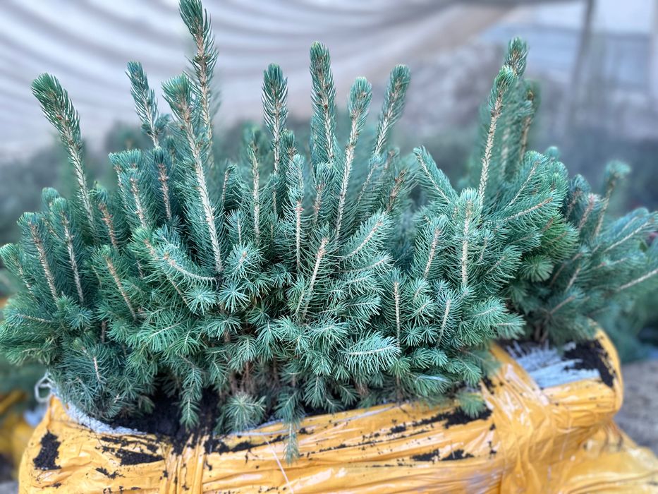 Голубая ель кўчатлари сотилади!