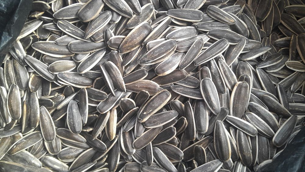 Qovurilgan shirin va shorlangan,hom semichkalar yetkazib beramiz