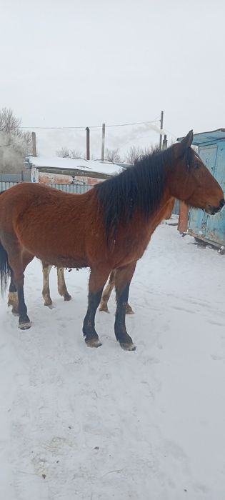 Атбасар с откорма