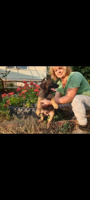 Продаются щенки бельгийской овчарки(малинуа)