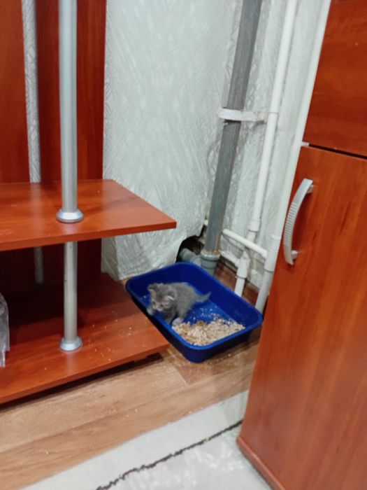 Отдам котят в добрые руки