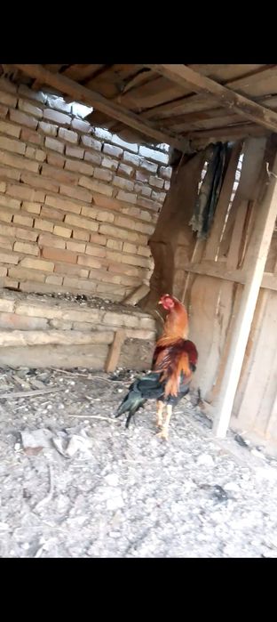 Xoʻroz sotiladi kulongi zotli narxi 200000 oladiganlar bilsa tel qilsi