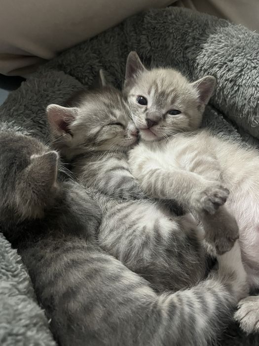 Котята, мальчики
