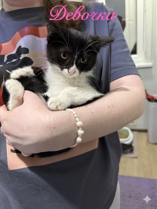 Котята ищут дом! Ташкент!