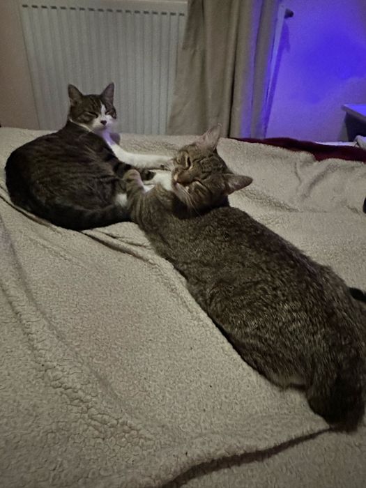 Pet sitter | cazare catelusi si pisicute