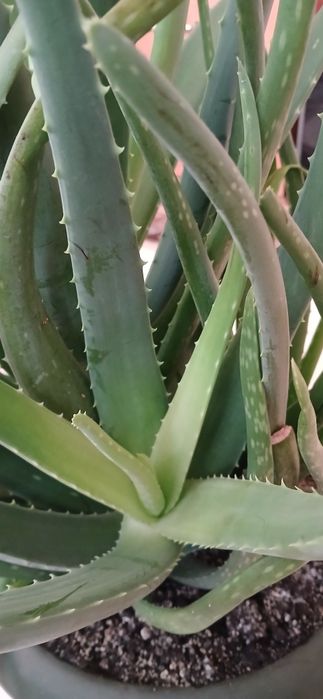 Aloe Vera Barbadensis 7 ani terapeutic , ghiveci mare