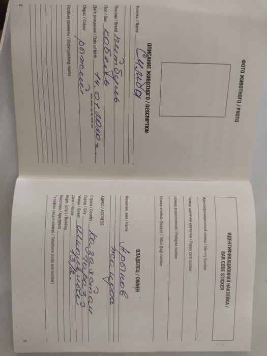 Чистокровный Питбуль мальчик