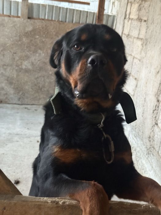 Родословный ротвейлер