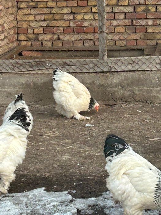 Сеть и брама сатыладв