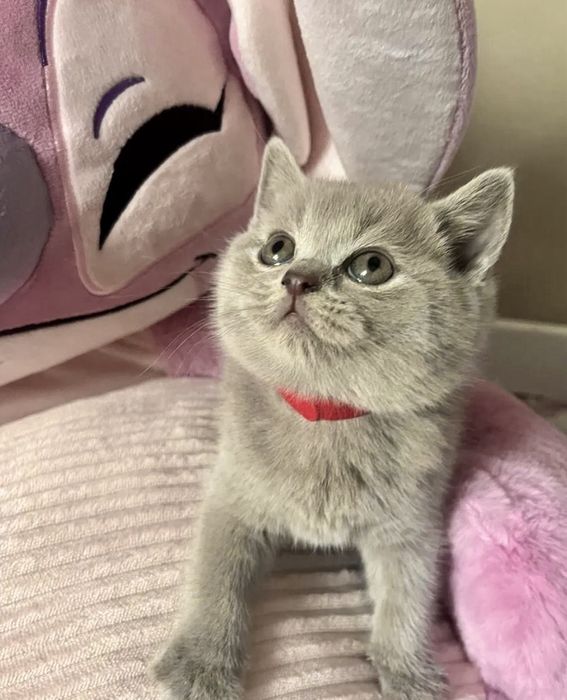 Британски и Шотландски котенца