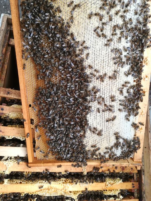 Miere floarea sorelui ,capaceala.