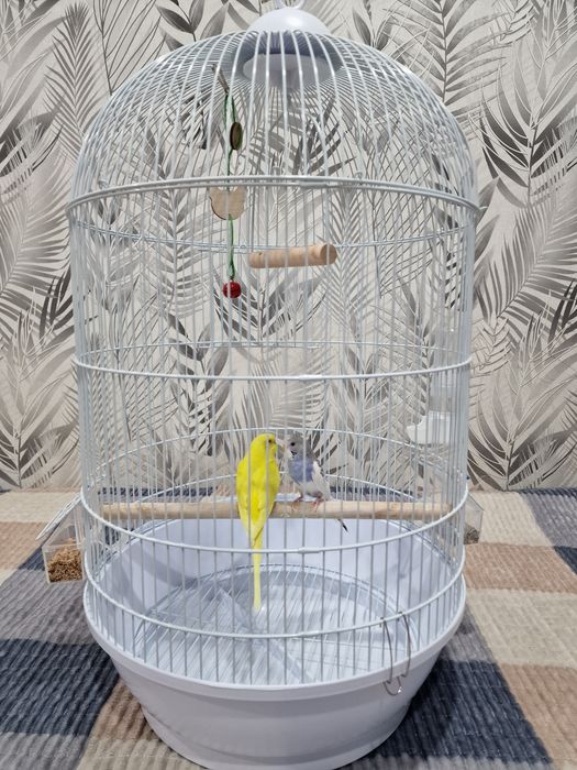 Продам волнистых попугаев