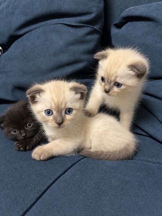 Котята  вислоухие
