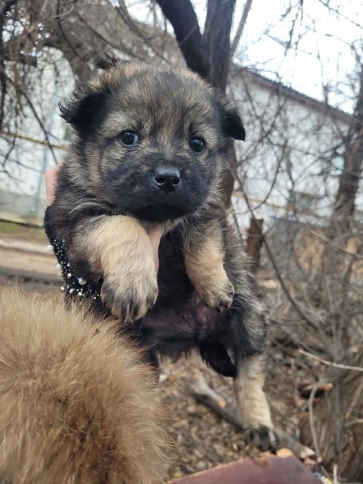 Две милые девочки ищят дом